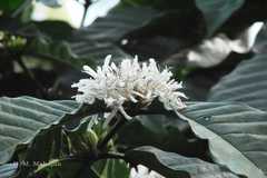 Coffea arabica